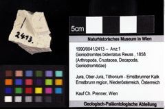 Foto (Objket + Etiketten) von Goniodromites bidentatus (Reuss, 1858) 